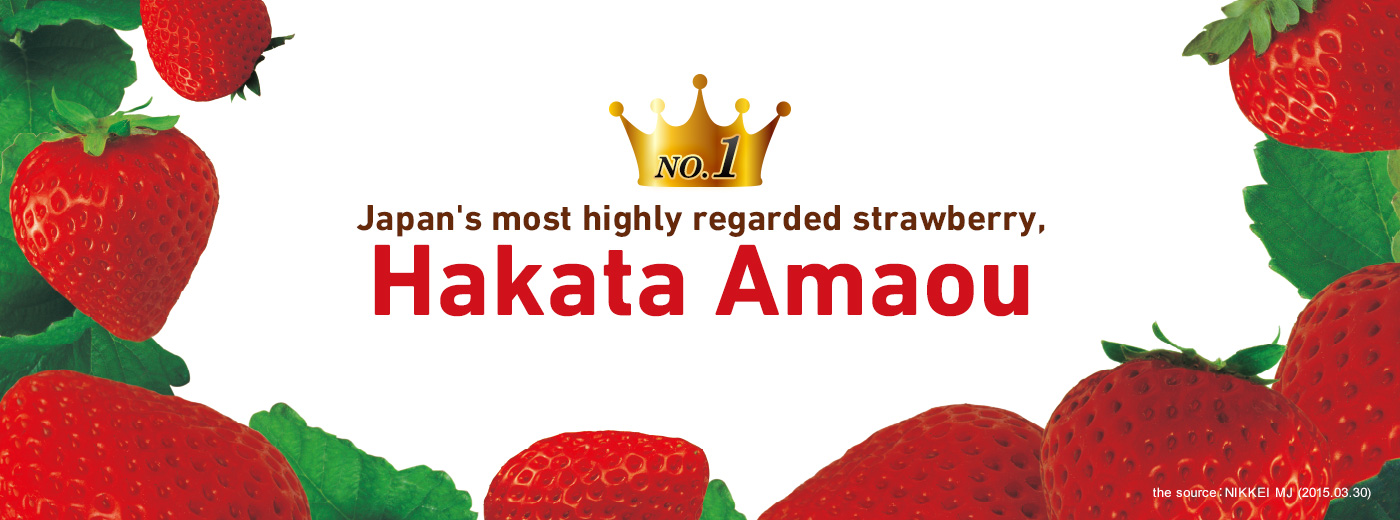 Japan's most highly regarded strawberry, Hakata Amaou