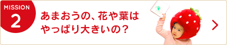 2.あまおうの、花や葉はやっぱり大きいの？