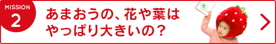 2.あまおうの、花や葉はやっぱり大きいの？