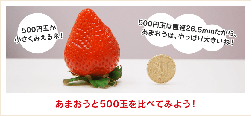 あまおうと500玉を比べてみよう！