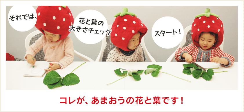 コレが、あまおうの花と葉です！