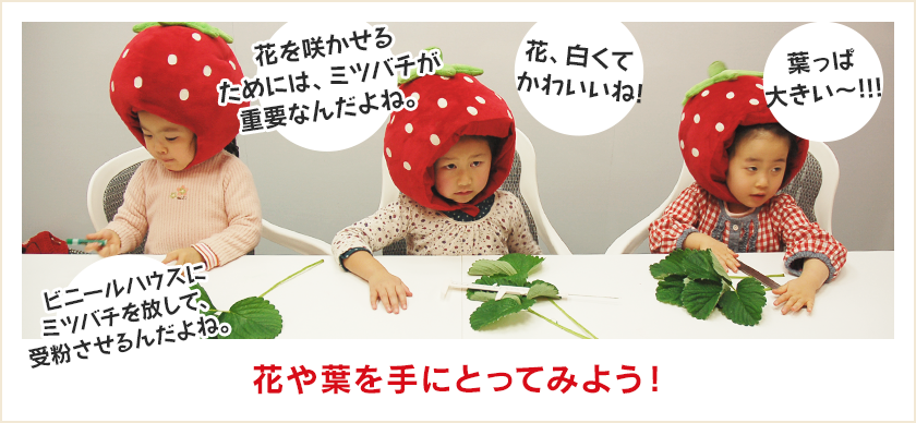 花や葉を手にとってみよう！