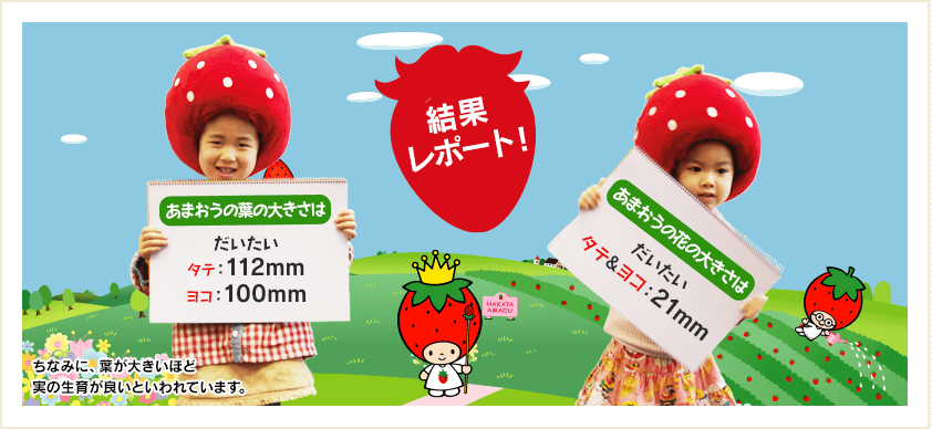 結果レポート：あまおうの葉の大きさはだいたいxタテ：112mm　、ヨコ：50mm～60mmあまおうの花の大きさはだいたいタテ×ヨコ：21mmヨコもヨテも同じくらいでした