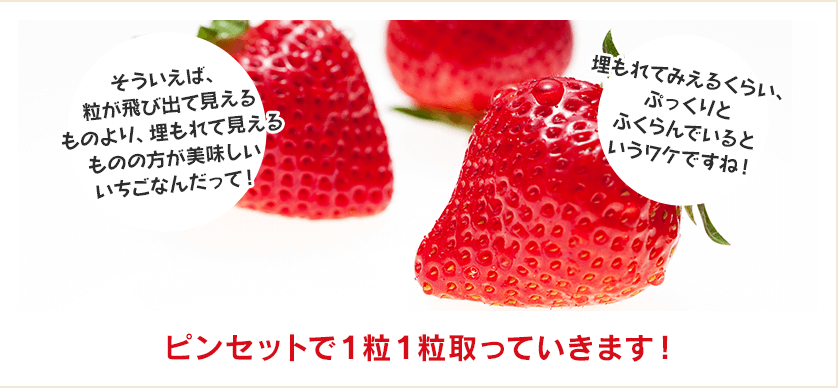 ピンセットで1粒1粒取っていきます！