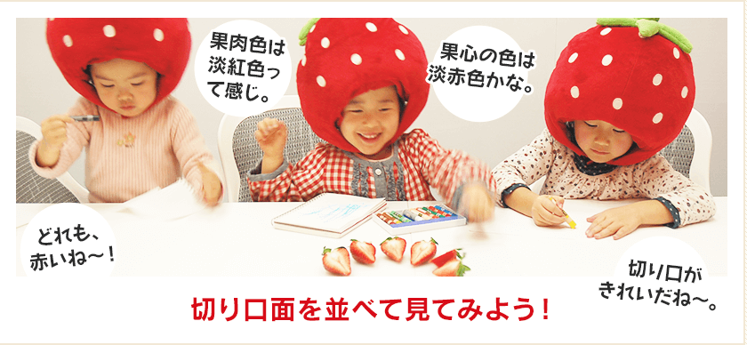 切り口面を並べて見てみよう！