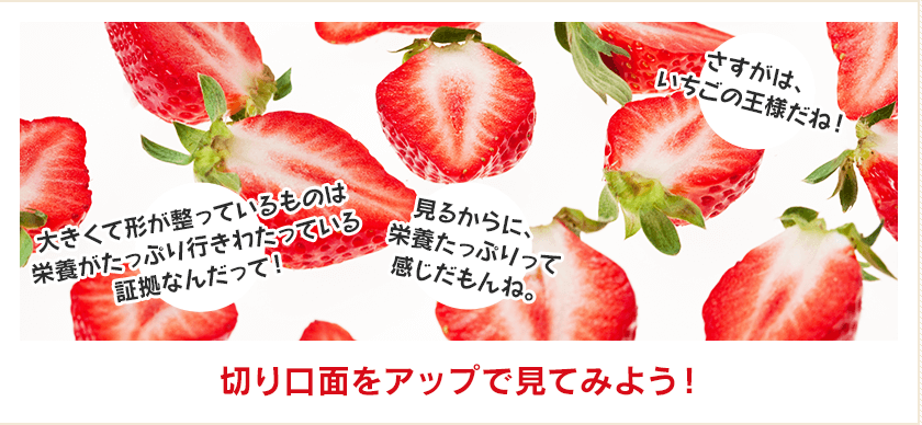 切り口面をアップで見てみよう！